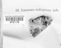 Caloplaca aurantia image